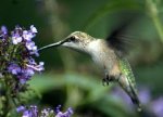 Hummingbird