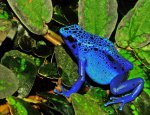 Blue Frog