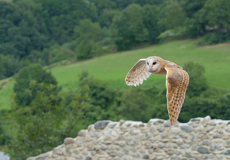 Flying Owl